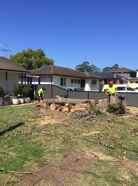 Tree Stump Removal Sydney | Ben's Tree and Garden Services